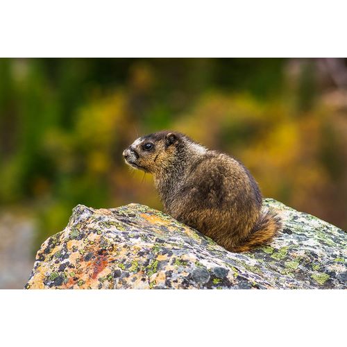 Bishop, Russ 아티스트의 Hoary Marmot-Marmota caligata-Jasper National Park-Alberta-Canada작품입니다.